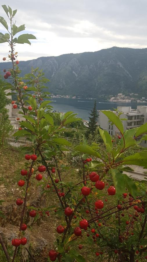 Apartment Jelena Kotor Luaran gambar